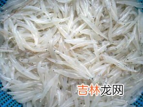 银鱼为什么出水就死,大银鱼的养殖技术