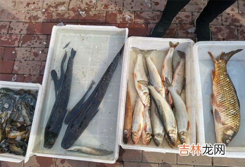 银鱼为什么出水就死,大银鱼的养殖技术