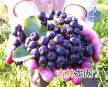 不适合吃野樱莓的人,不老莓的功效与作用及食用方法是什么？