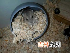 仓鼠咬人会有什么后果,被仓鼠咬到会怎样？