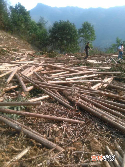 沥青味道对人有害吗,沥青气味对人体有害吗