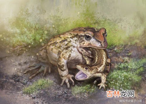 蝾螈吃什么食物,蝾螈吃什么