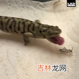 蝾螈吃什么食物,蝾螈吃什么