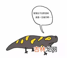 蝾螈吃什么食物,蝾螈吃什么