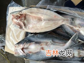 湄公鱼是海鱼还是河鱼,湄公鱼是深海鱼还是淡水鱼