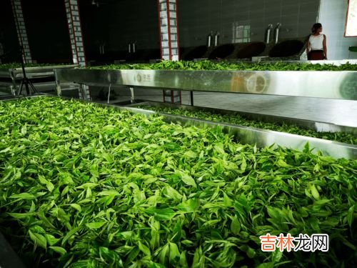 茶叶的萎凋是什么意思,在生产红茶的步骤中第一步是萎凋请问该步骤的作用是什么?