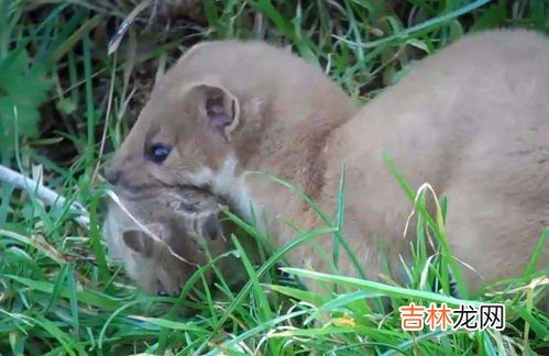 黄鼠狼吃老鼠吗,黄鼠狼会吃老鼠吗？