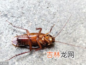 蟑螂喜欢藏在家里什么地方,蟑螂一般躲在家里的什么地方