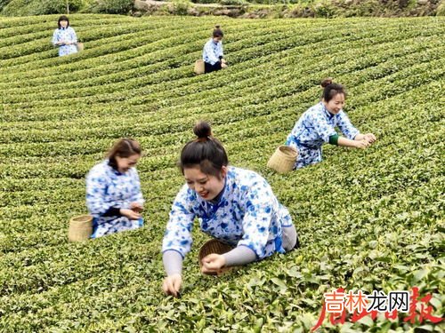 采摘茶叶的方法和技巧,采摘茶叶的方法和步骤 采茶的方法与步骤分别是什么