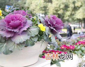 青甘蓝与卷心菜的区别,甘蓝和包菜的区别