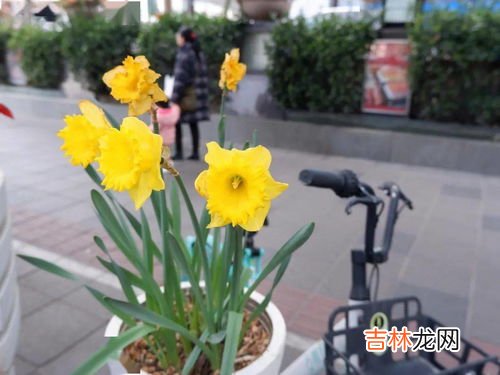 青甘蓝与卷心菜的区别,甘蓝和包菜的区别