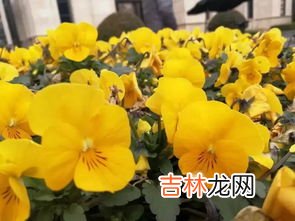 青甘蓝与卷心菜的区别,甘蓝和包菜的区别