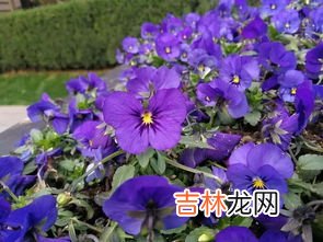 青甘蓝与卷心菜的区别,甘蓝和包菜的区别