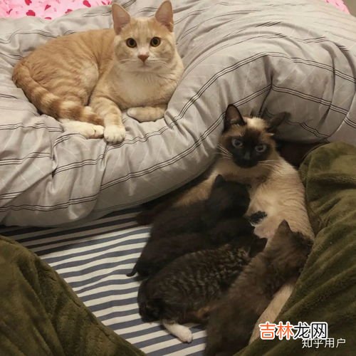 什么气味让猫远离,猫最怕什么味道能赶走它