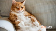 什么气味让猫远离,猫最怕什么味道能赶走它