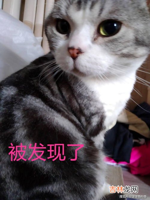 什么气味让猫远离,猫最怕什么味道能赶走它