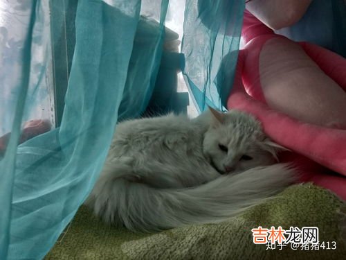 什么气味让猫远离,猫最怕什么味道能赶走它