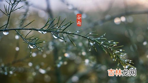 谷雨是什么季节,谷雨是什么季节