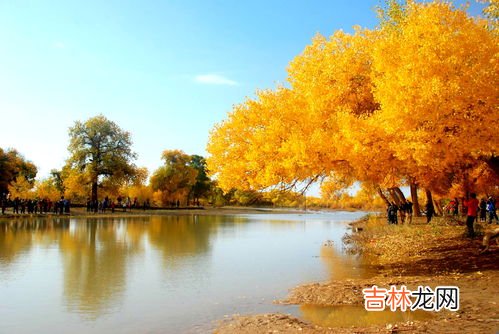 胡杨林在什么地方,胡杨林在什么地方?哪个省?