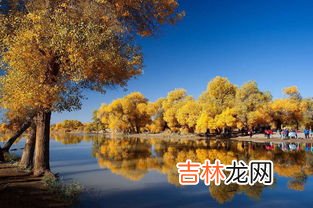 胡杨林在什么地方,胡杨林在什么地方?哪个省?