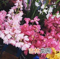 大叶蕙兰花怎么养,大花蕙兰怎么养护啊？