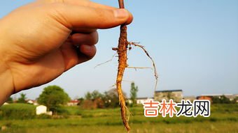 净食是什么意思是什么,什么是净食排毒减肥法