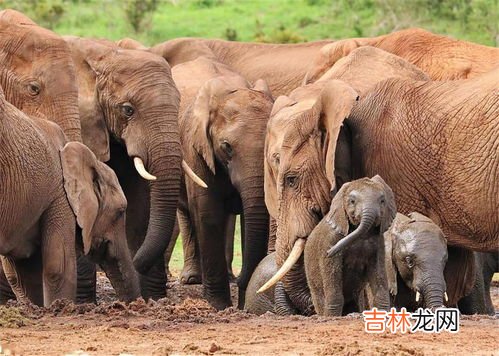 大象用鼻子喝水还是嘴巴喝水,大象喝水是从鼻子进去还是嘴巴进去
