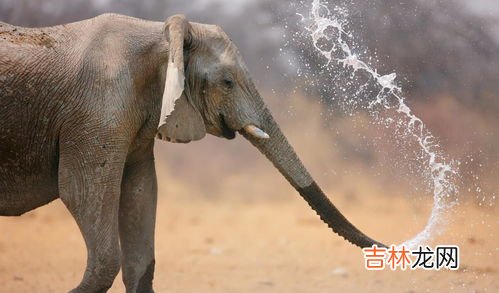 大象用鼻子喝水还是嘴巴喝水,大象喝水是从鼻子进去还是嘴巴进去