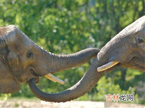 大象用鼻子喝水还是嘴巴喝水,大象喝水是从鼻子进去还是嘴巴进去