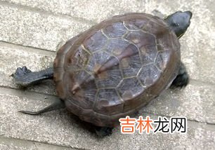 乌龟与甲鱼的区别,甲鱼和乌龟的区别是什么?