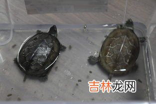 乌龟与甲鱼的区别,甲鱼和乌龟的区别是什么?