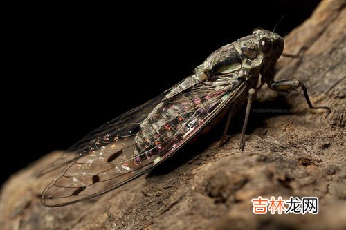 蝉什么月份出土,知了什么时候出土