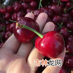 车厘子口感描述,形容车厘子