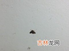 厕所有小虫子怎么解决,厕所有虫怎么消灭