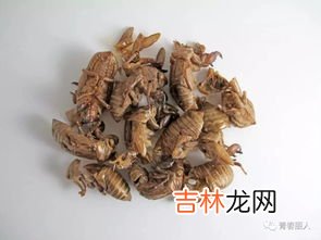 蝉蜕的功效与作用,蝉蜕的功效与作用有哪些？