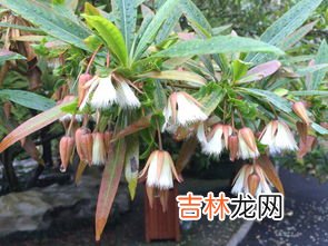 板枣的形态特征,板枣是什么品种