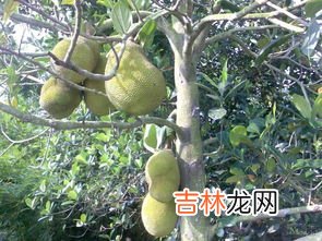 板枣的形态特征,板枣是什么品种