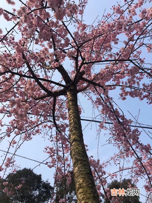 垂枝海棠和垂枝樱花的区别,海棠花和樱花的区别