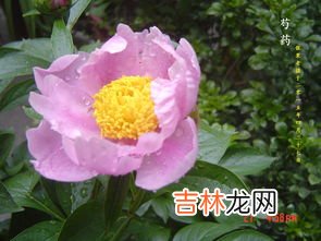 芍药花语,芍药花语是什么?