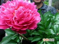 芍药花语,芍药花语是什么?