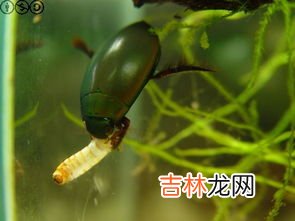 黑色蚂蚁是益虫还是害虫,蚂蚁是害虫还是益虫