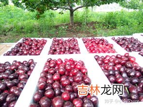 车厘子里面有点黄是坏掉了吗,车厘子里面什么颜色正常？