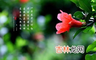 六月开什么花,六月开什么花
