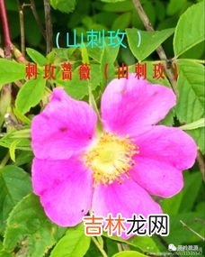 六月开什么花,六月开什么花