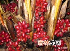 草果图片,各种香料的名字和图片？