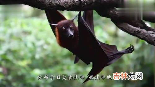 蝙蝠种类,蝙蝠分多少种种类