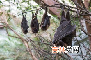 蝙蝠种类,蝙蝠分多少种种类
