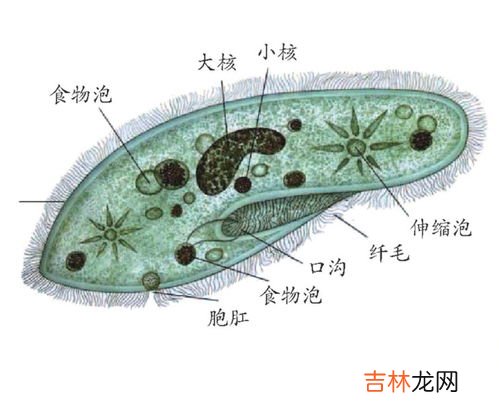 草履虫有叶绿体吗,草履虫身体内没有的结构是