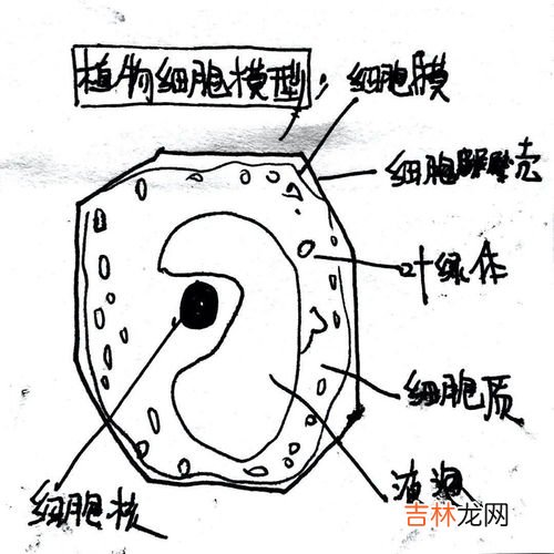 草履虫有叶绿体吗,草履虫身体内没有的结构是