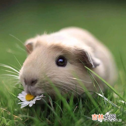 论斤称 荷兰猪能长多大,荷兰猪最大能长到多大?